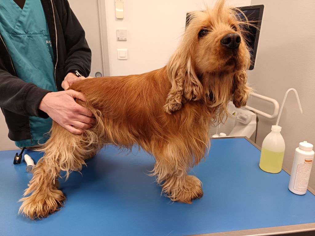 Teddy des beautés d'haza