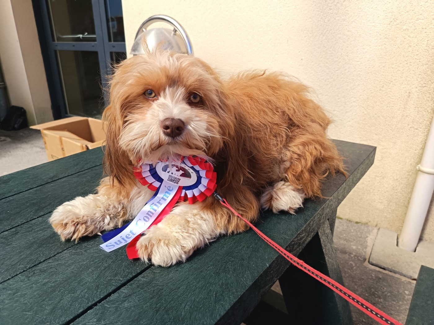 Amarha Au Bonheur Des Canins