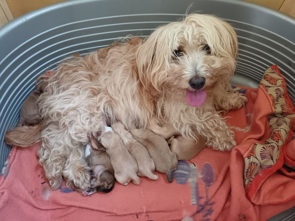 Chiot Bichon Havanais Au Bonheur Des Canins