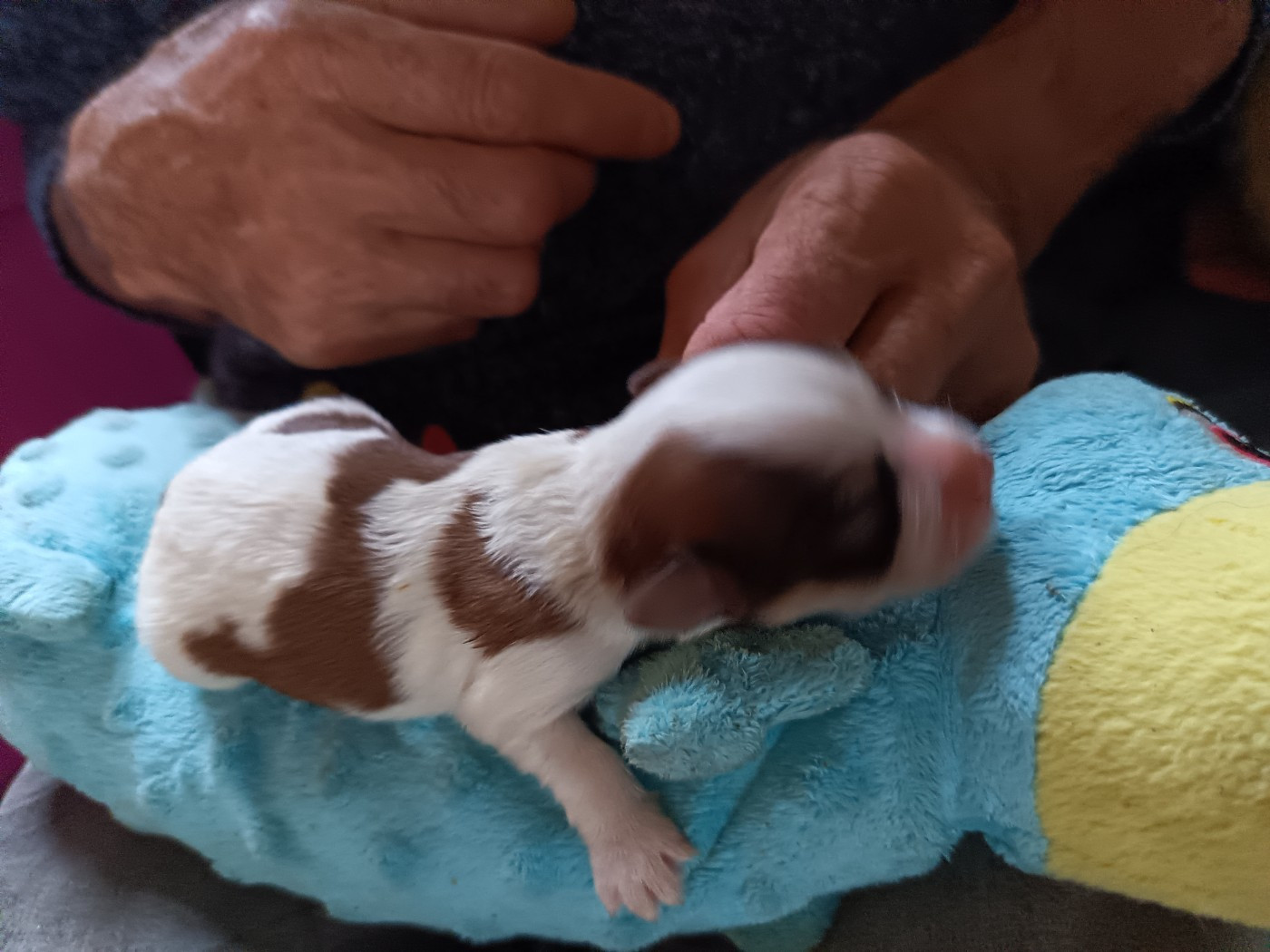 Au Bonheur Des Canins - Chiots disponibles - Bichon Havanais