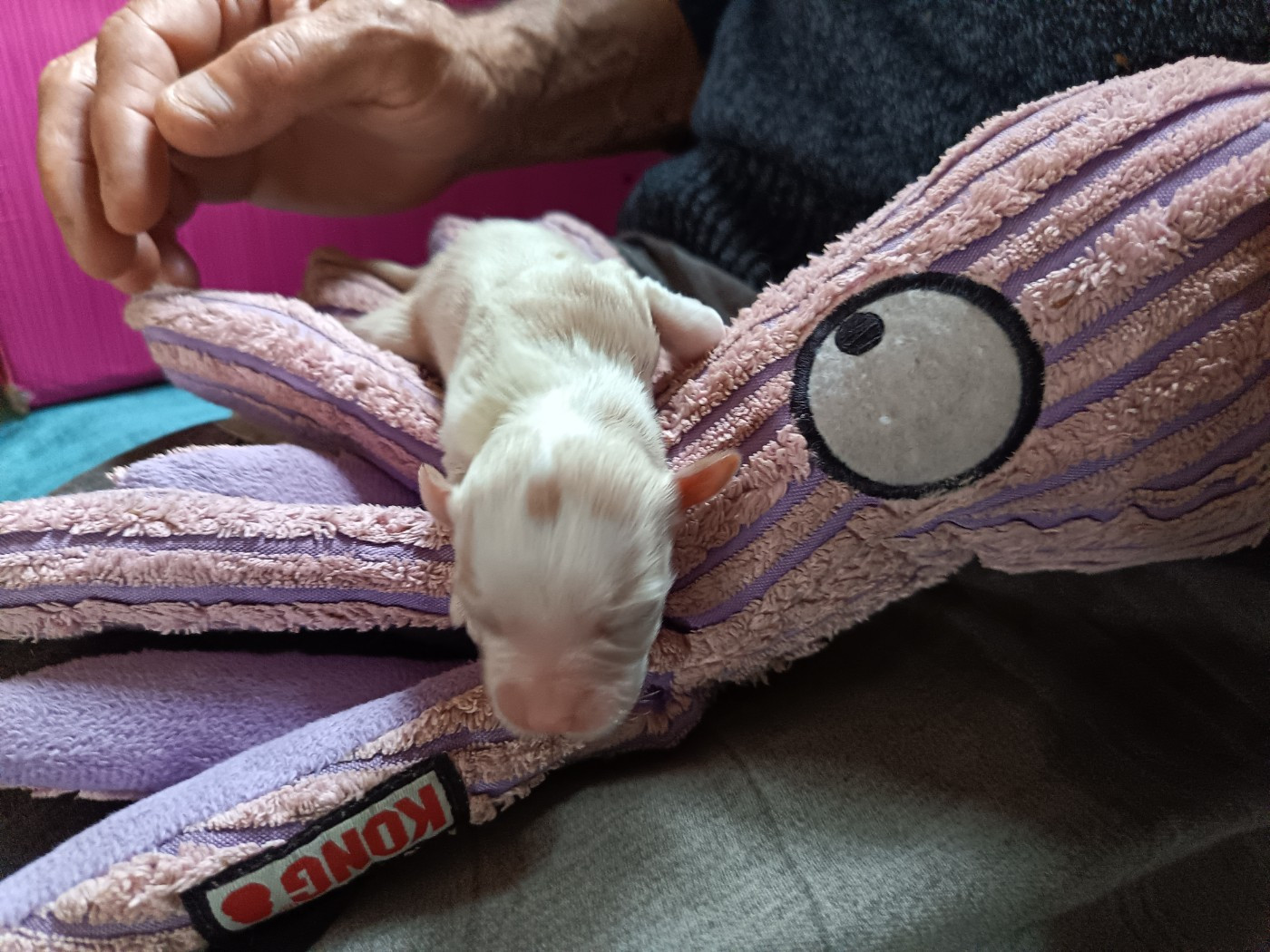 Au Bonheur Des Canins - Chiots disponibles - Bichon Havanais