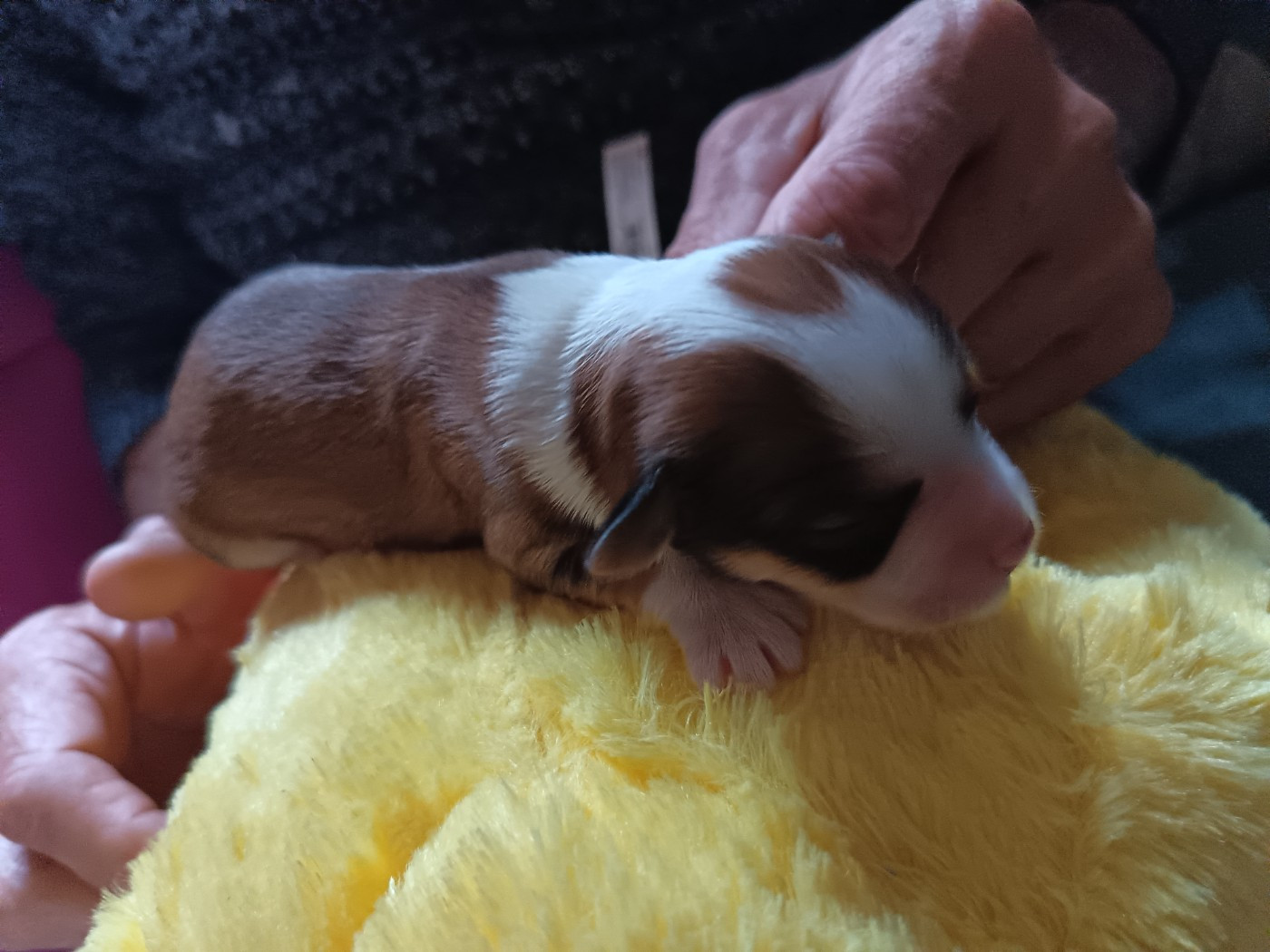 Au Bonheur Des Canins - Chiots disponibles - Bichon Havanais