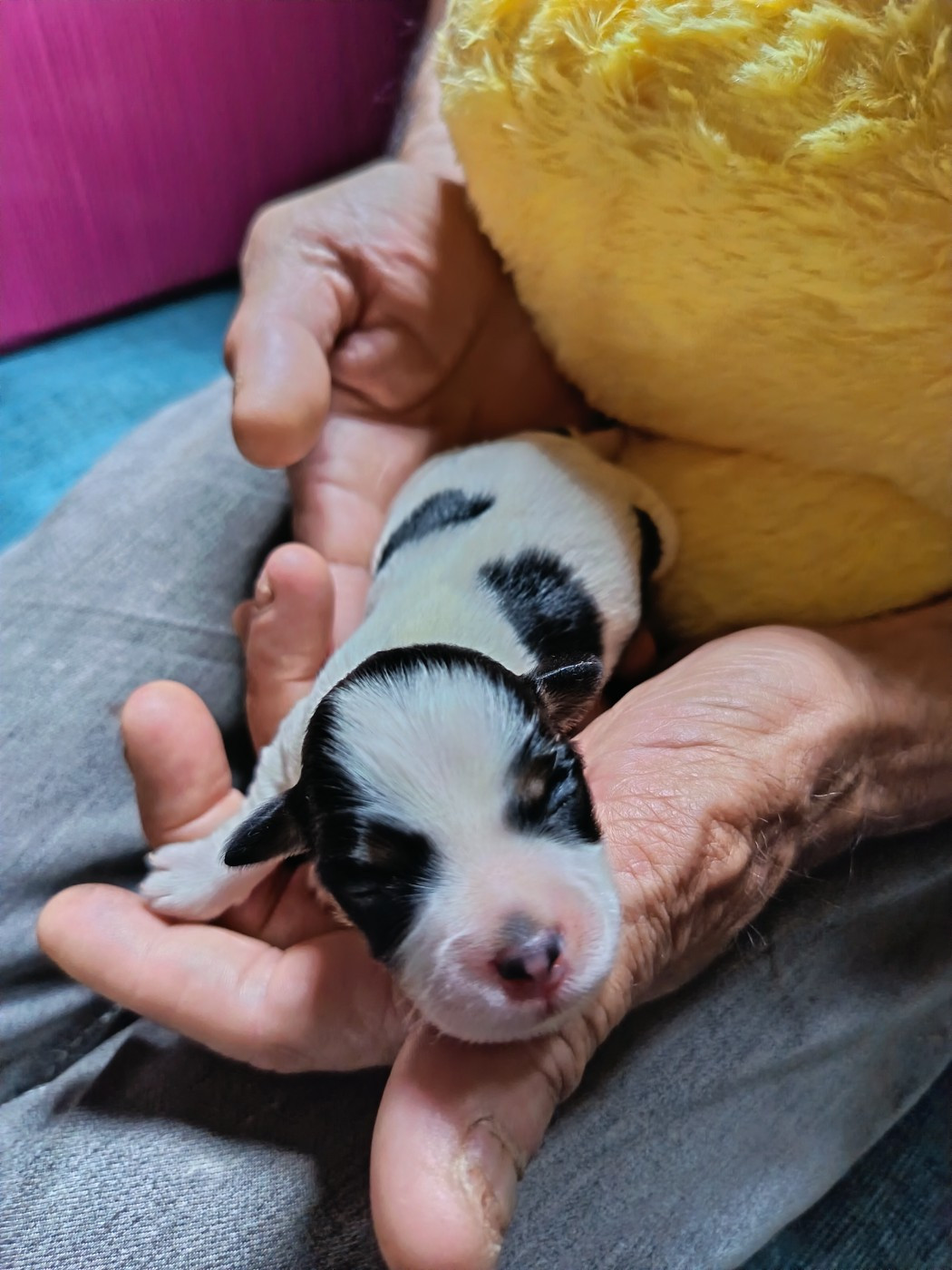 Au Bonheur Des Canins - Chiots disponibles - Bichon Havanais