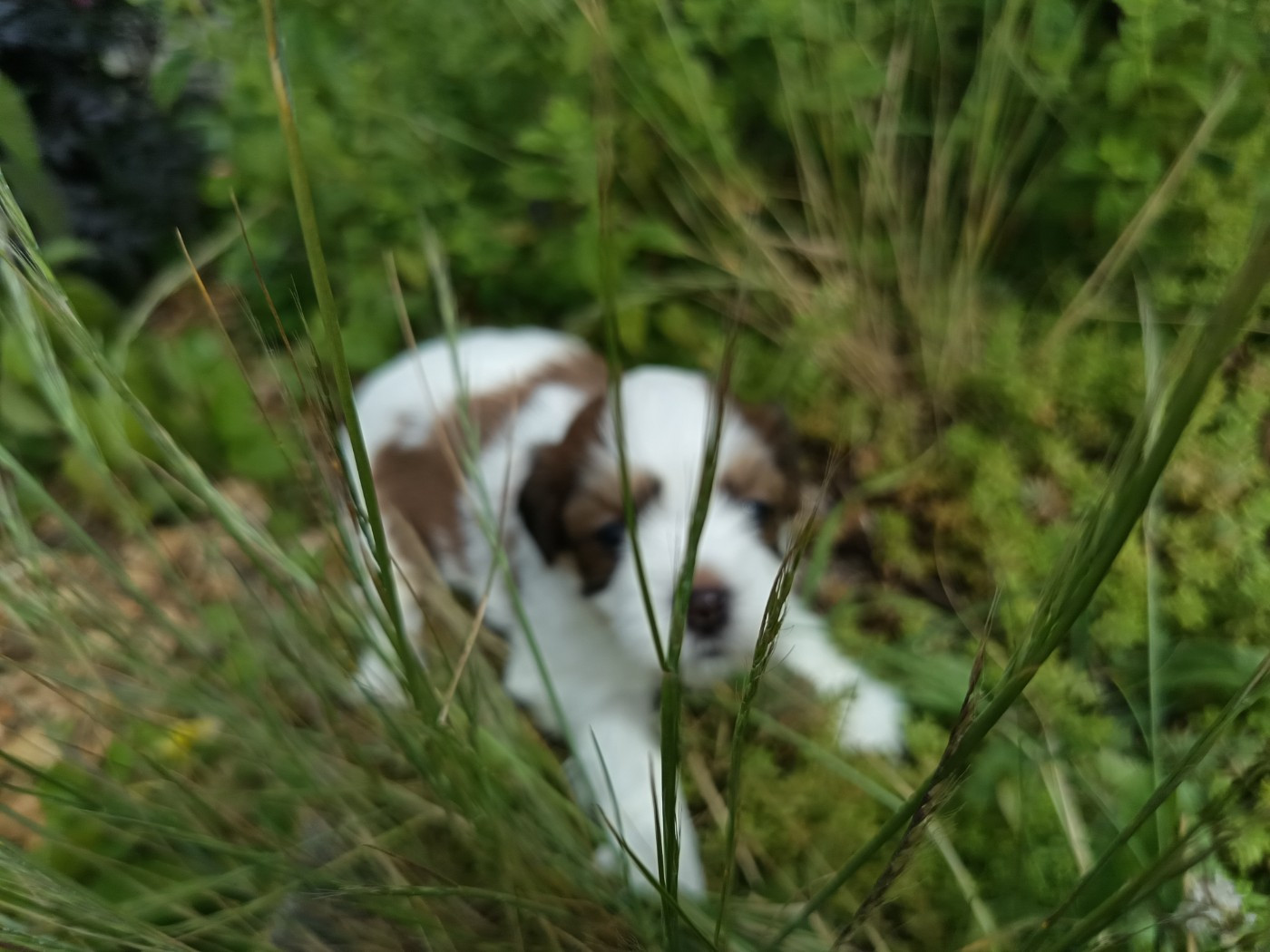 Au Bonheur Des Canins - Chiots disponibles - Bichon Havanais