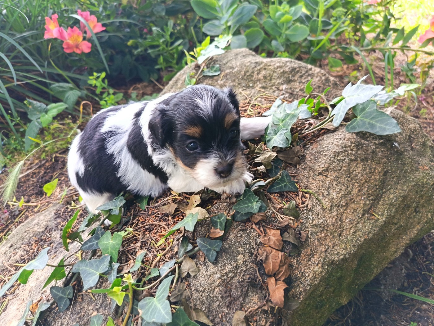 Au Bonheur Des Canins - Chiots disponibles - Bichon Havanais