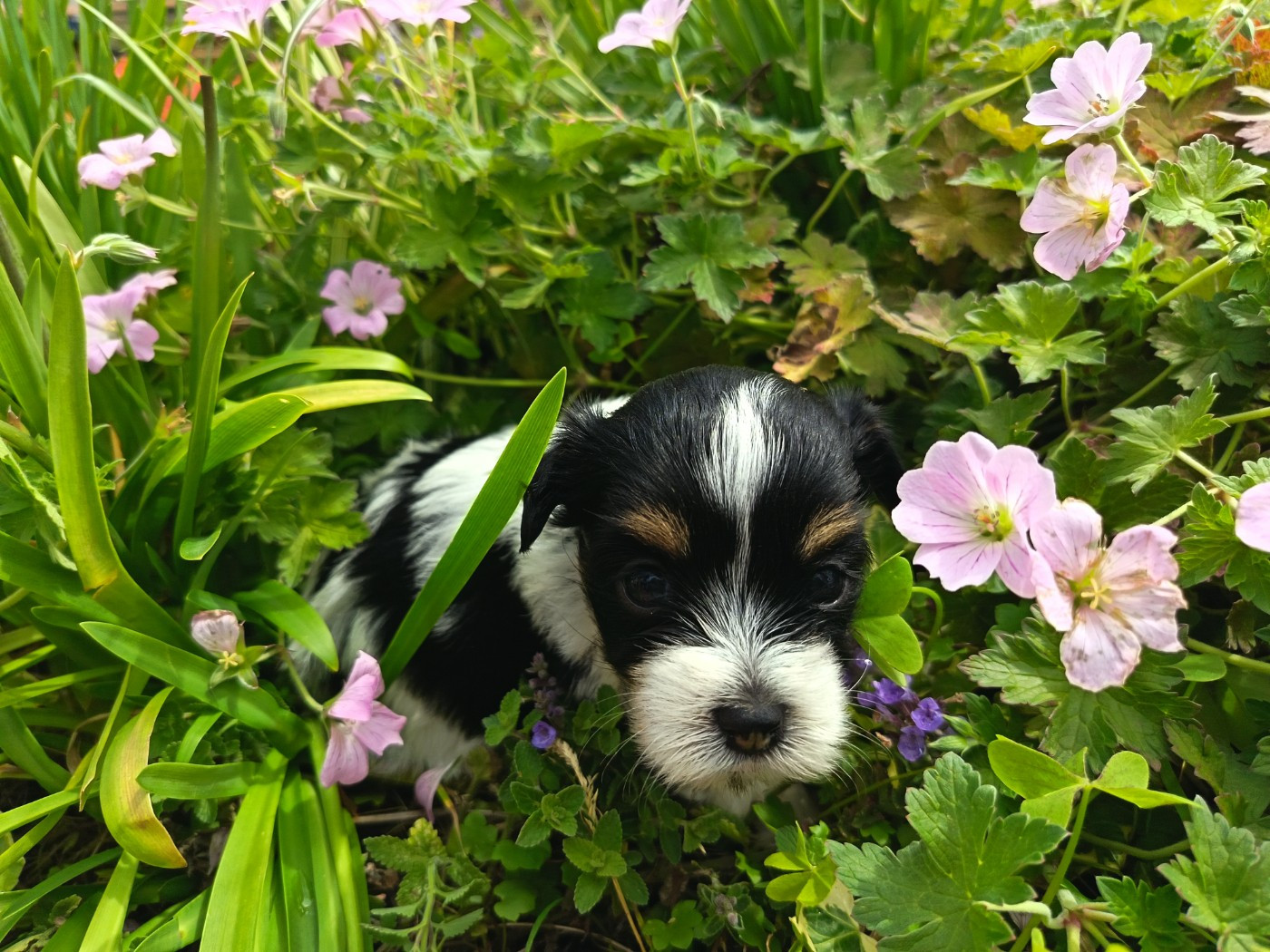 Au Bonheur Des Canins - Chiots disponibles - Bichon Havanais