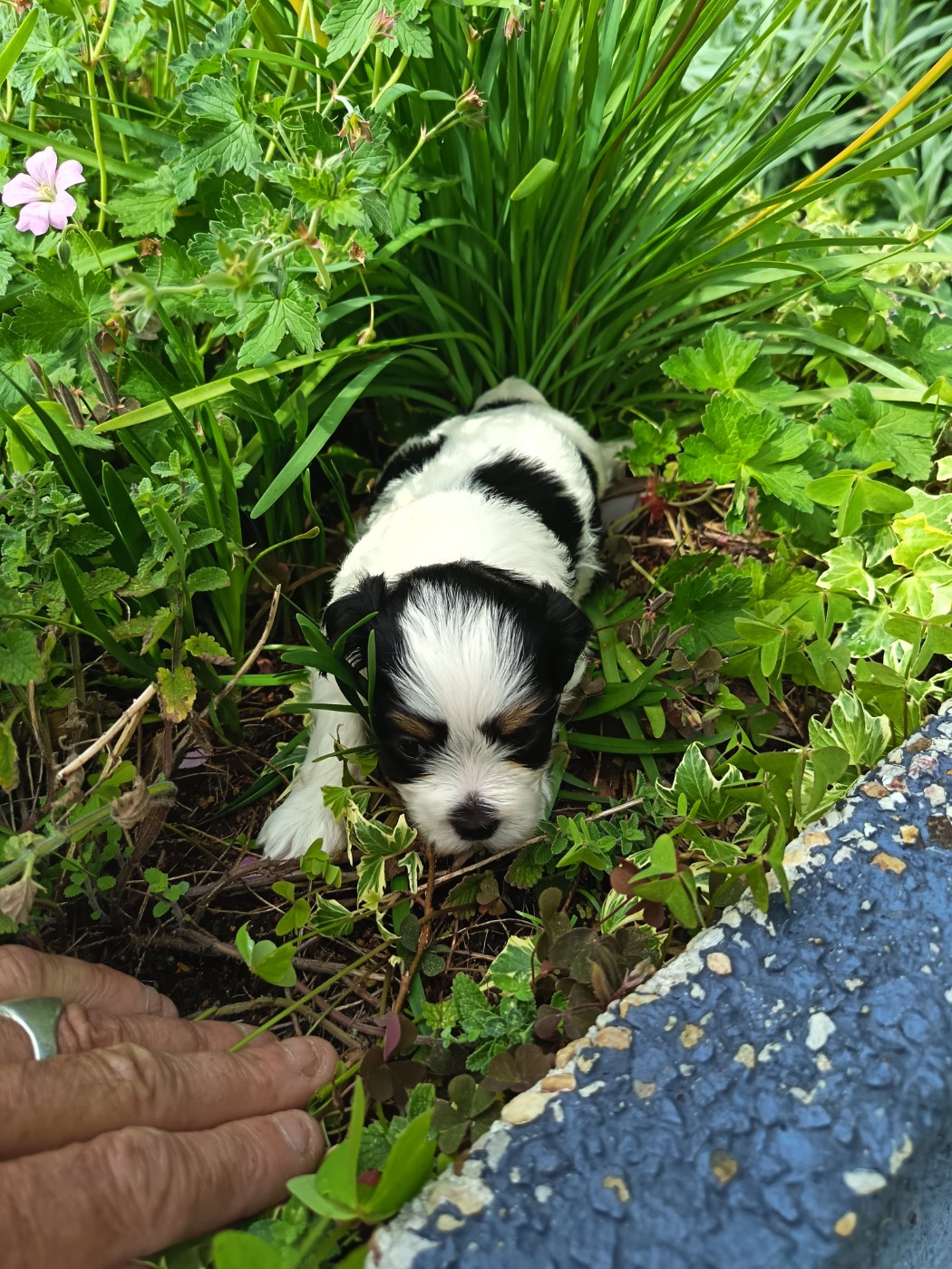 Au Bonheur Des Canins - Chiots disponibles - Bichon Havanais