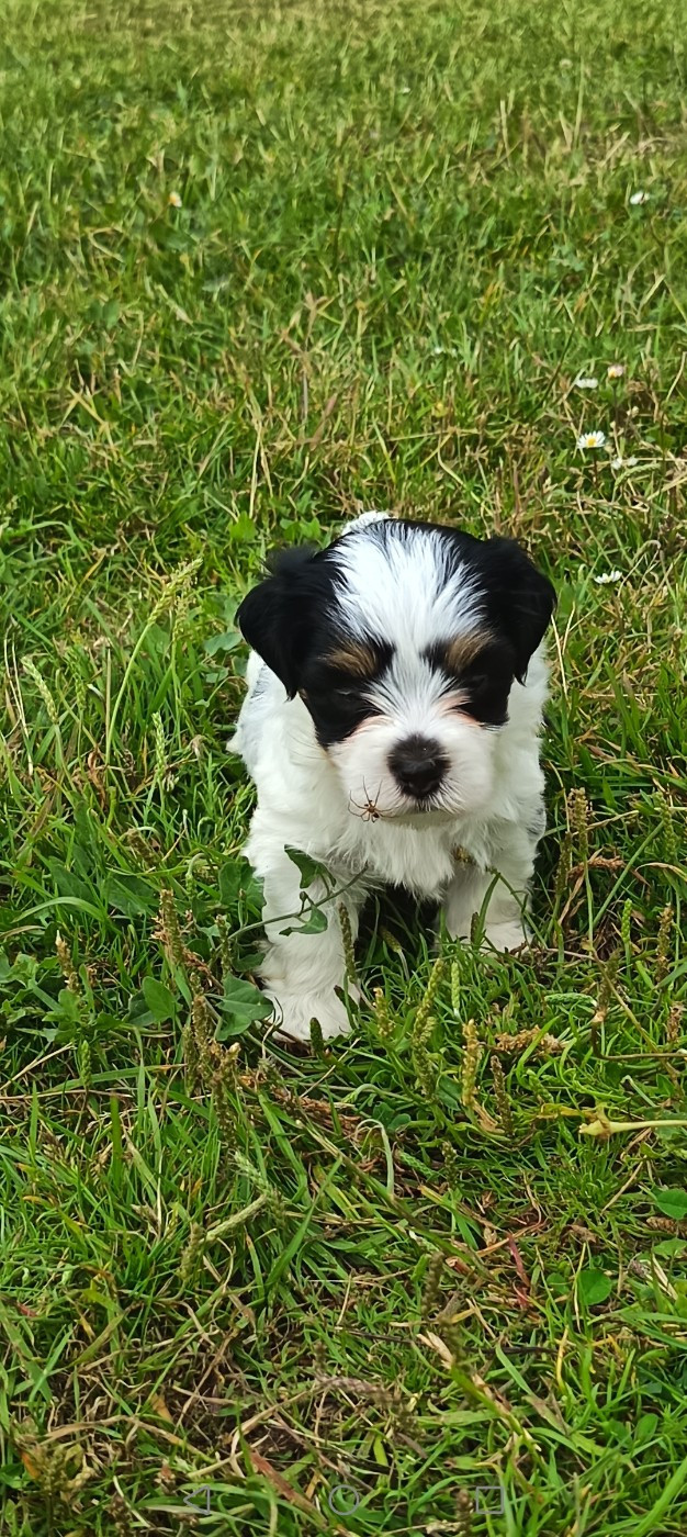 Au Bonheur Des Canins - Chiots disponibles - Bichon Havanais