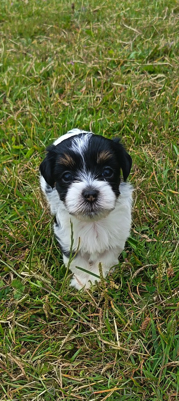 Au Bonheur Des Canins - Chiots disponibles - Bichon Havanais