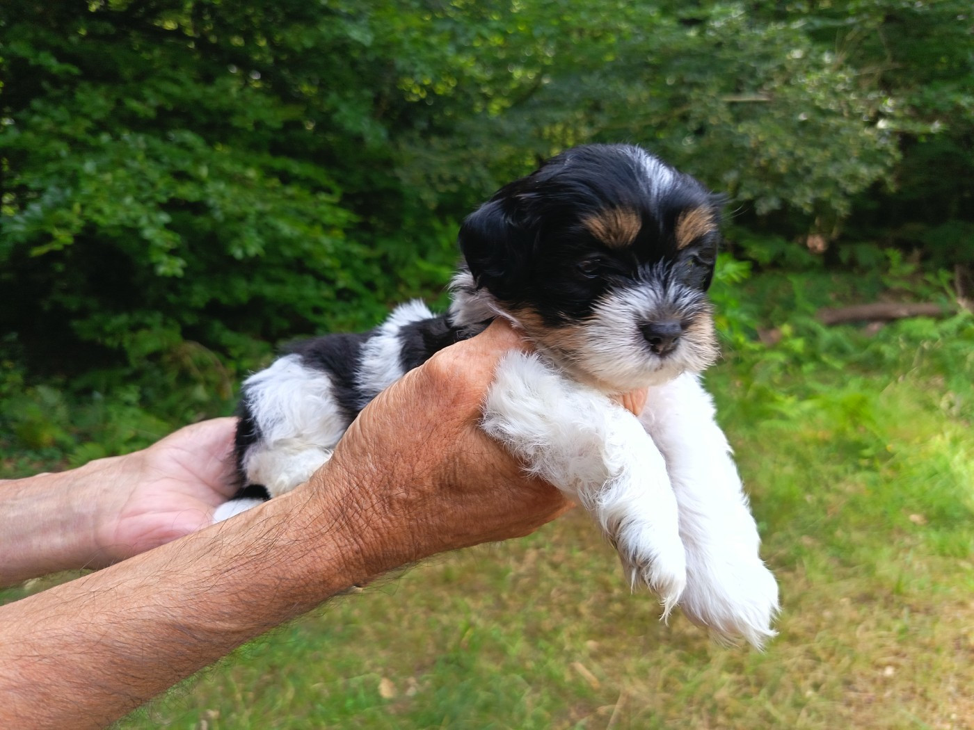 Au Bonheur Des Canins - Chiots disponibles - Bichon Havanais