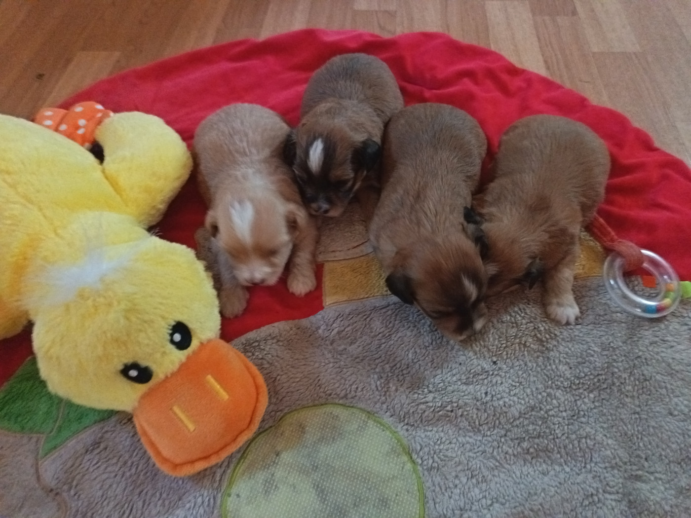 Chiot Bichon Havanais Au Bonheur Des Canins