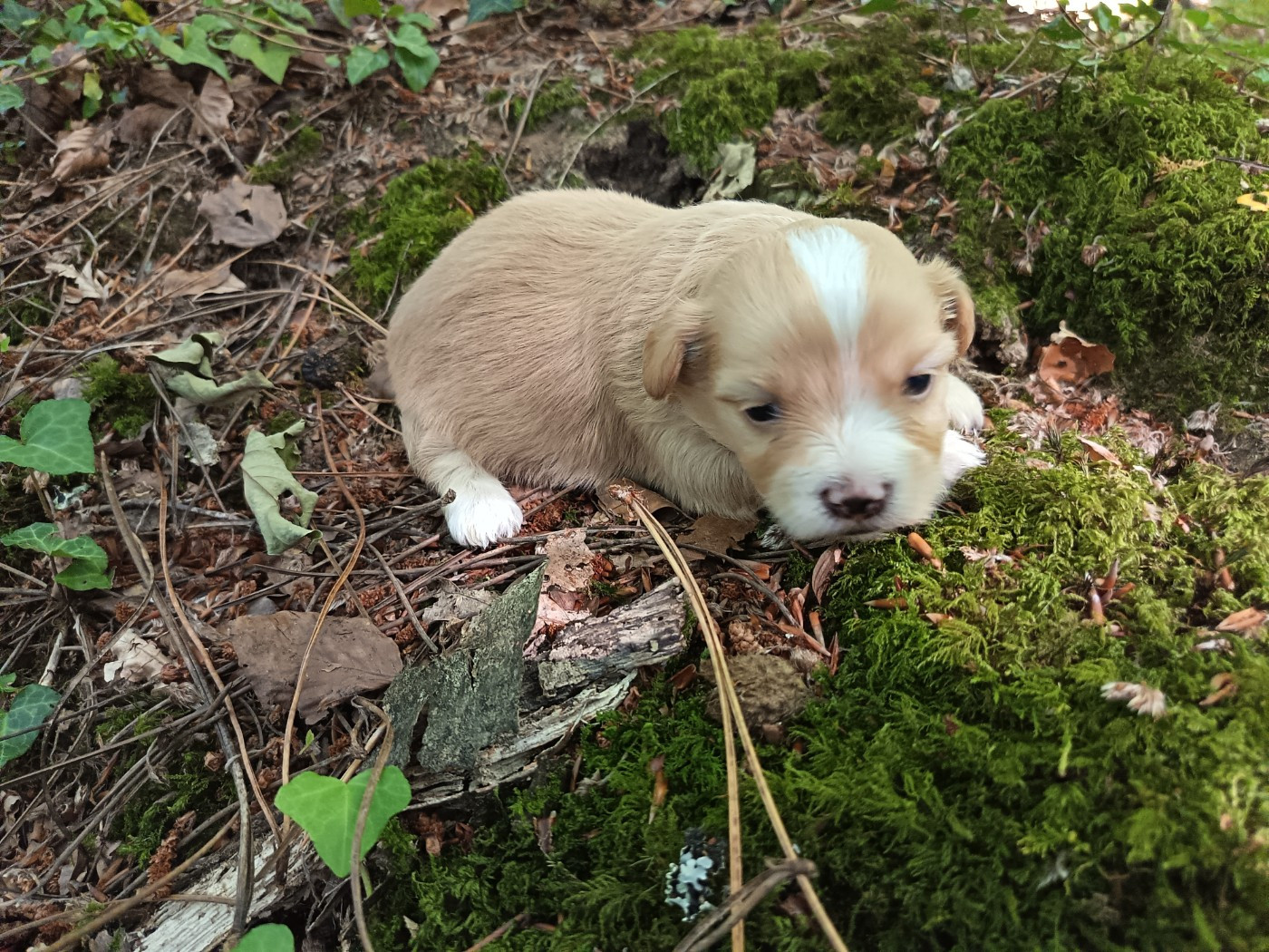 Au Bonheur Des Canins - Chiots disponibles - Bichon Havanais