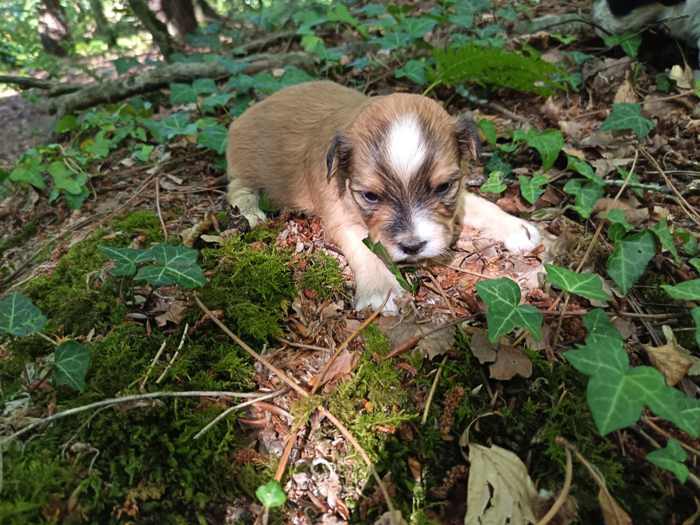 Au Bonheur Des Canins - Chiots disponibles - Bichon Havanais