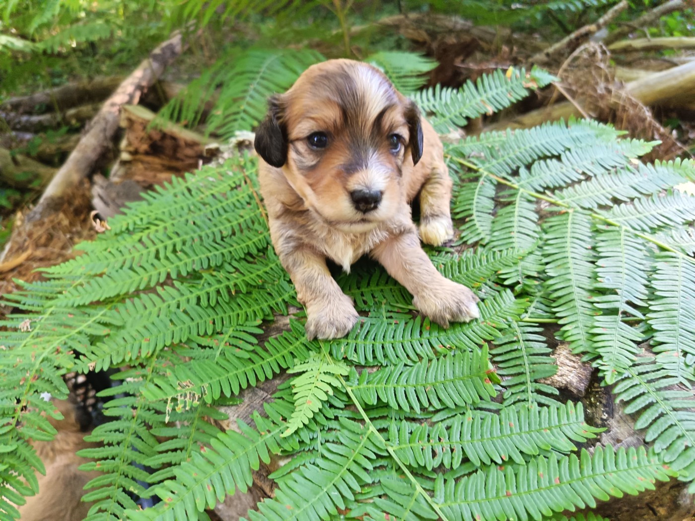 Au Bonheur Des Canins - Chiots disponibles - Bichon Havanais