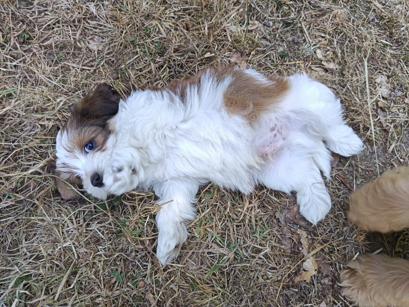 Au Bonheur Des Canins - Chiots disponibles - Bichon Havanais
