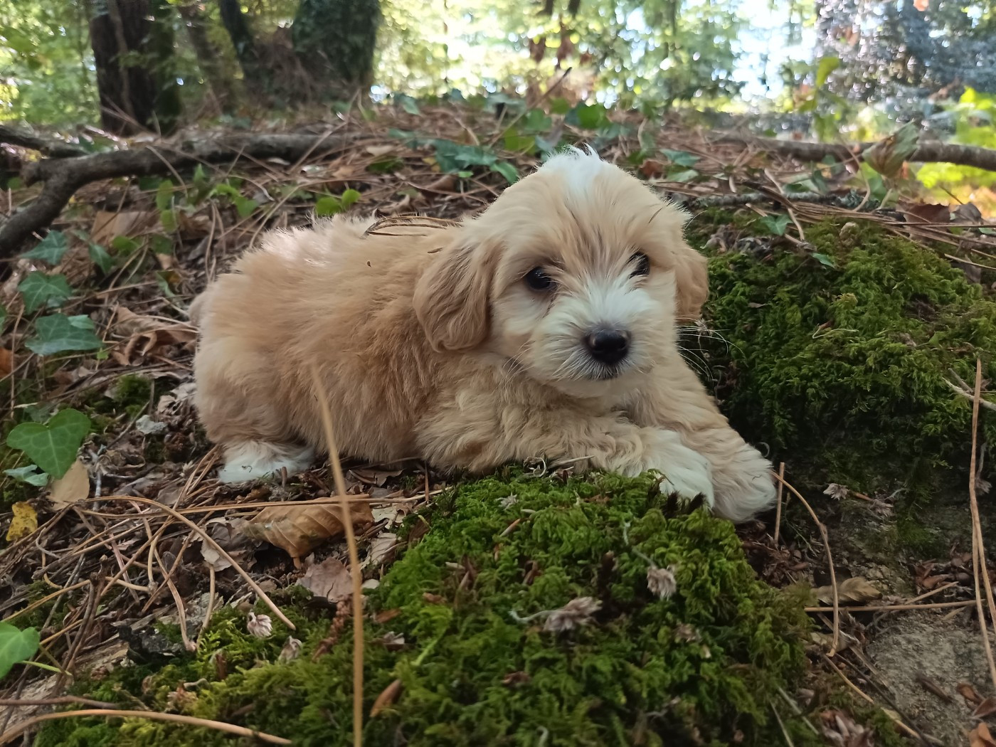 Au Bonheur Des Canins - Chiots disponibles - Bichon Havanais