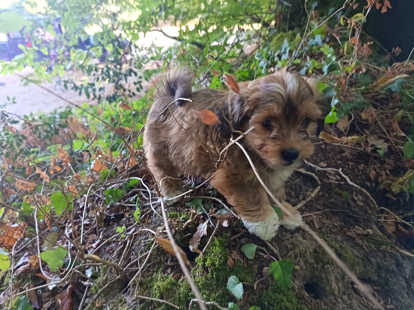 Au Bonheur Des Canins - Chiots disponibles - Bichon Havanais