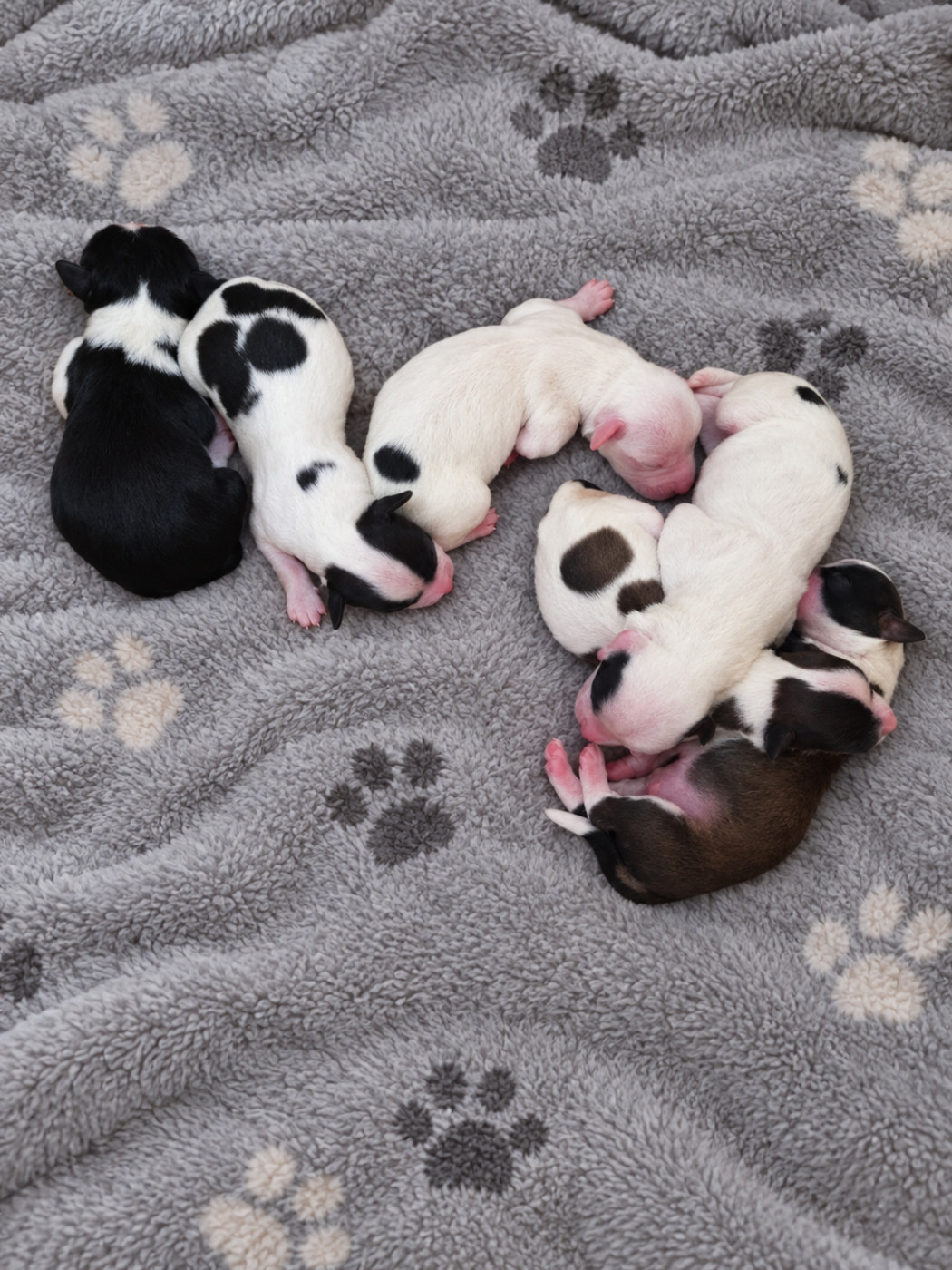 Chiot Bichon Havanais Au Bonheur Des Canins