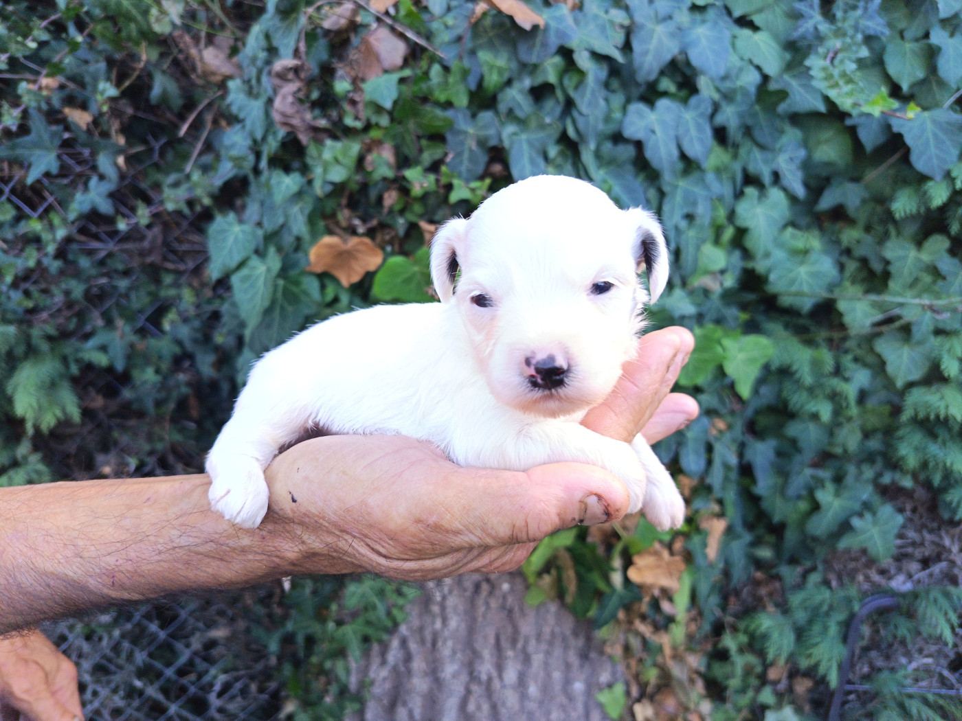 Au Bonheur Des Canins - Chiots disponibles - Bichon Havanais