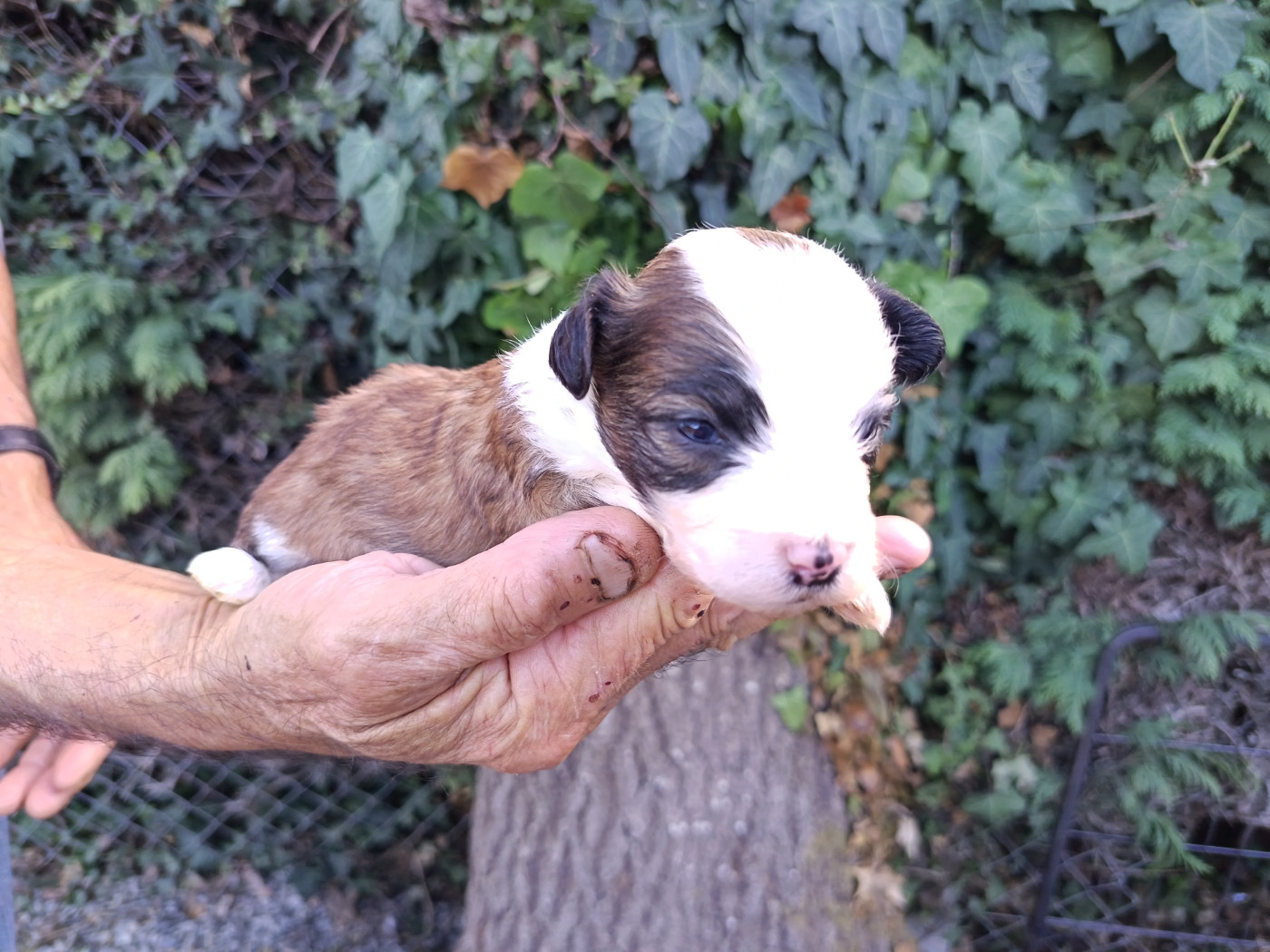 Au Bonheur Des Canins - Chiots disponibles - Bichon Havanais