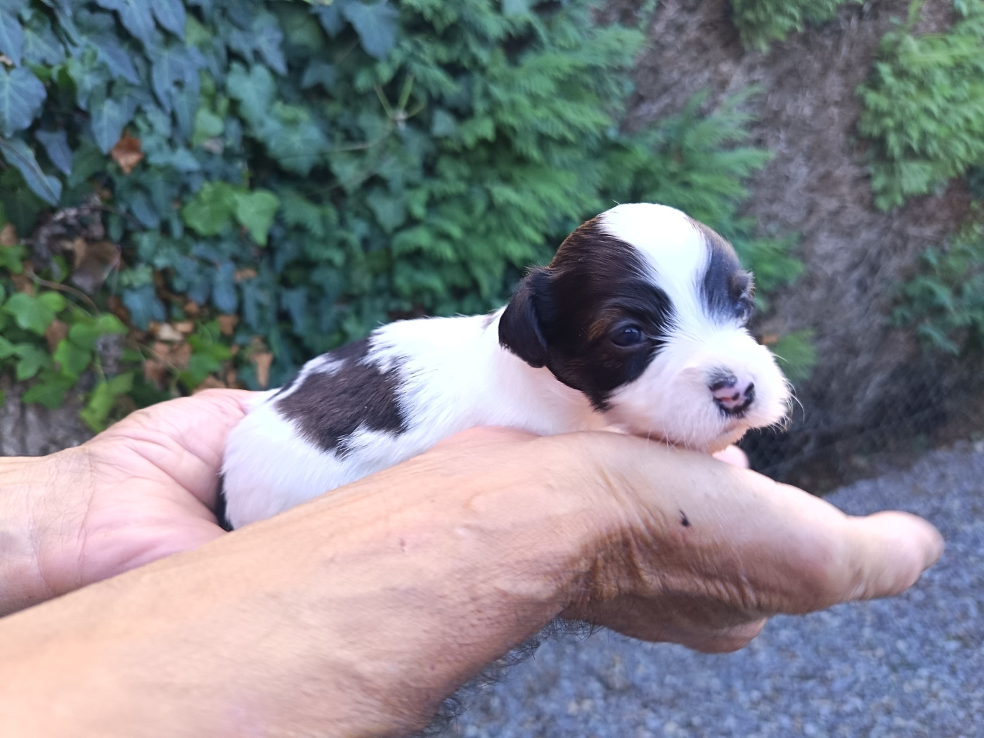 Au Bonheur Des Canins - Chiots disponibles - Bichon Havanais