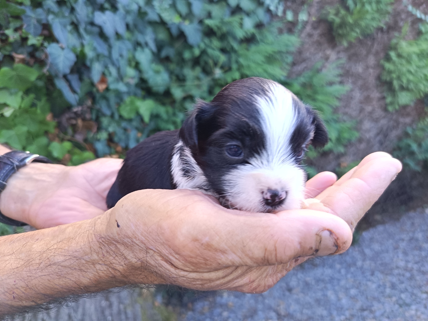 Au Bonheur Des Canins - Chiots disponibles - Bichon Havanais