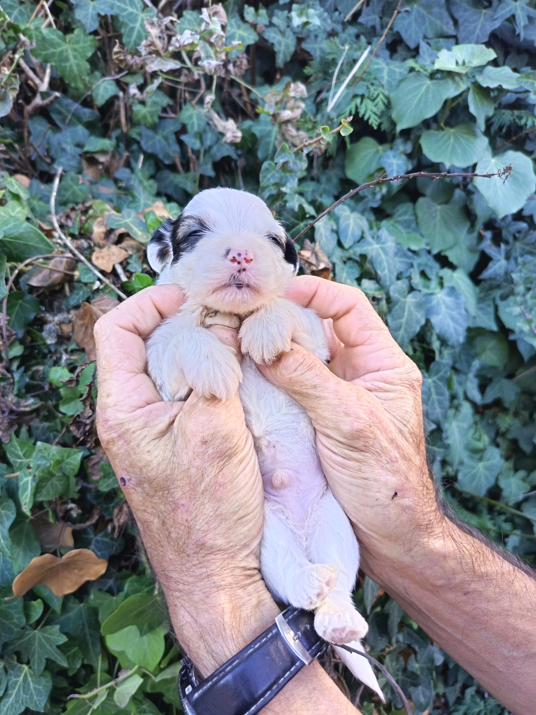 Au Bonheur Des Canins - Chiots disponibles - Bichon Havanais
