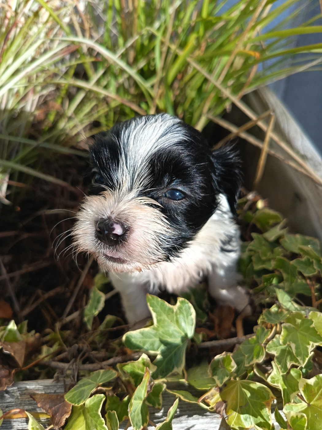 Au Bonheur Des Canins - Chiots disponibles - Bichon Havanais