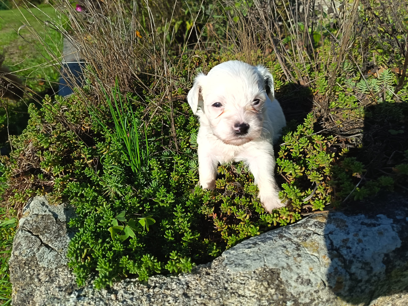 Au Bonheur Des Canins - Chiots disponibles - Bichon Havanais