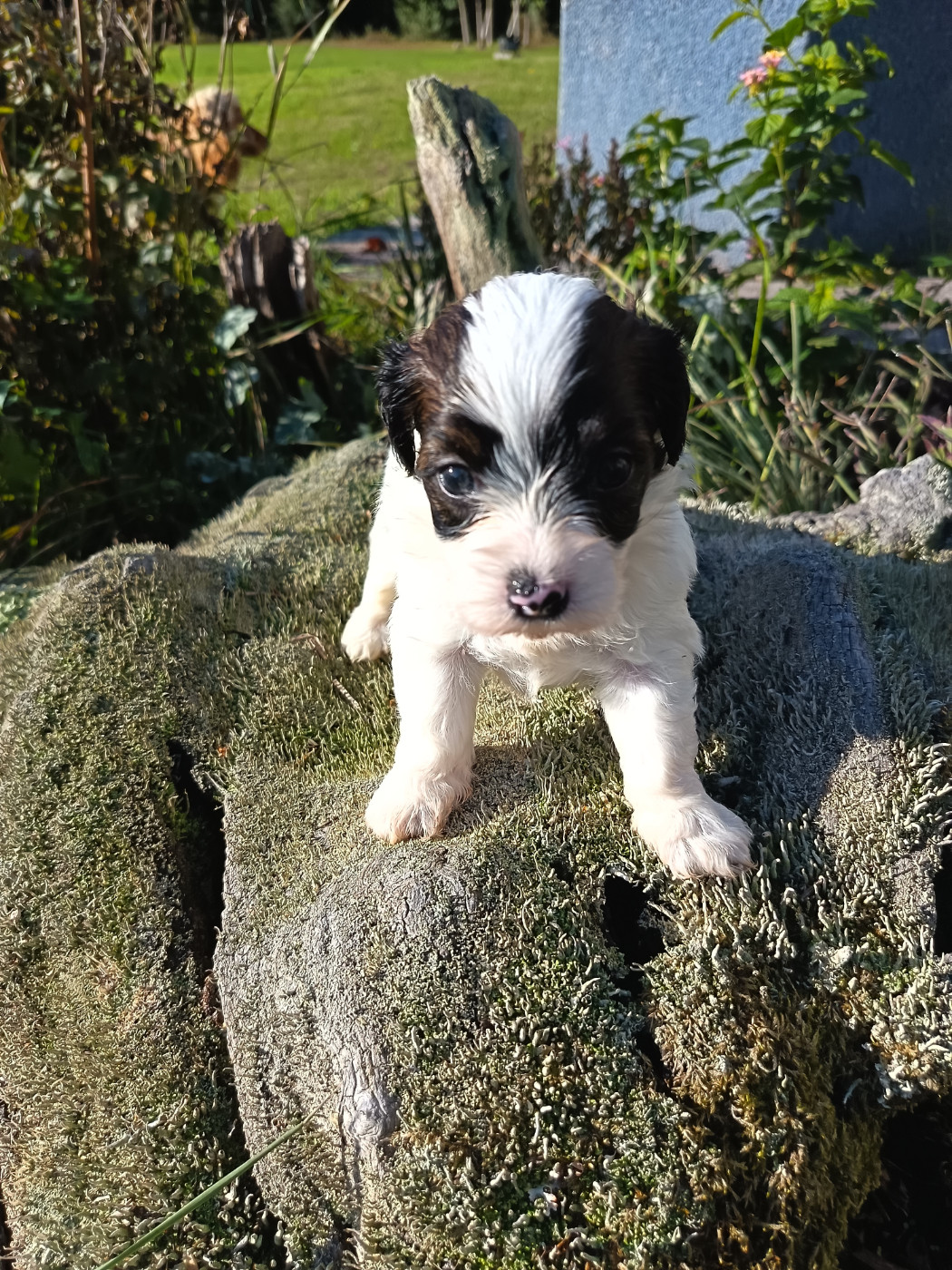 Au Bonheur Des Canins - Chiots disponibles - Bichon Havanais