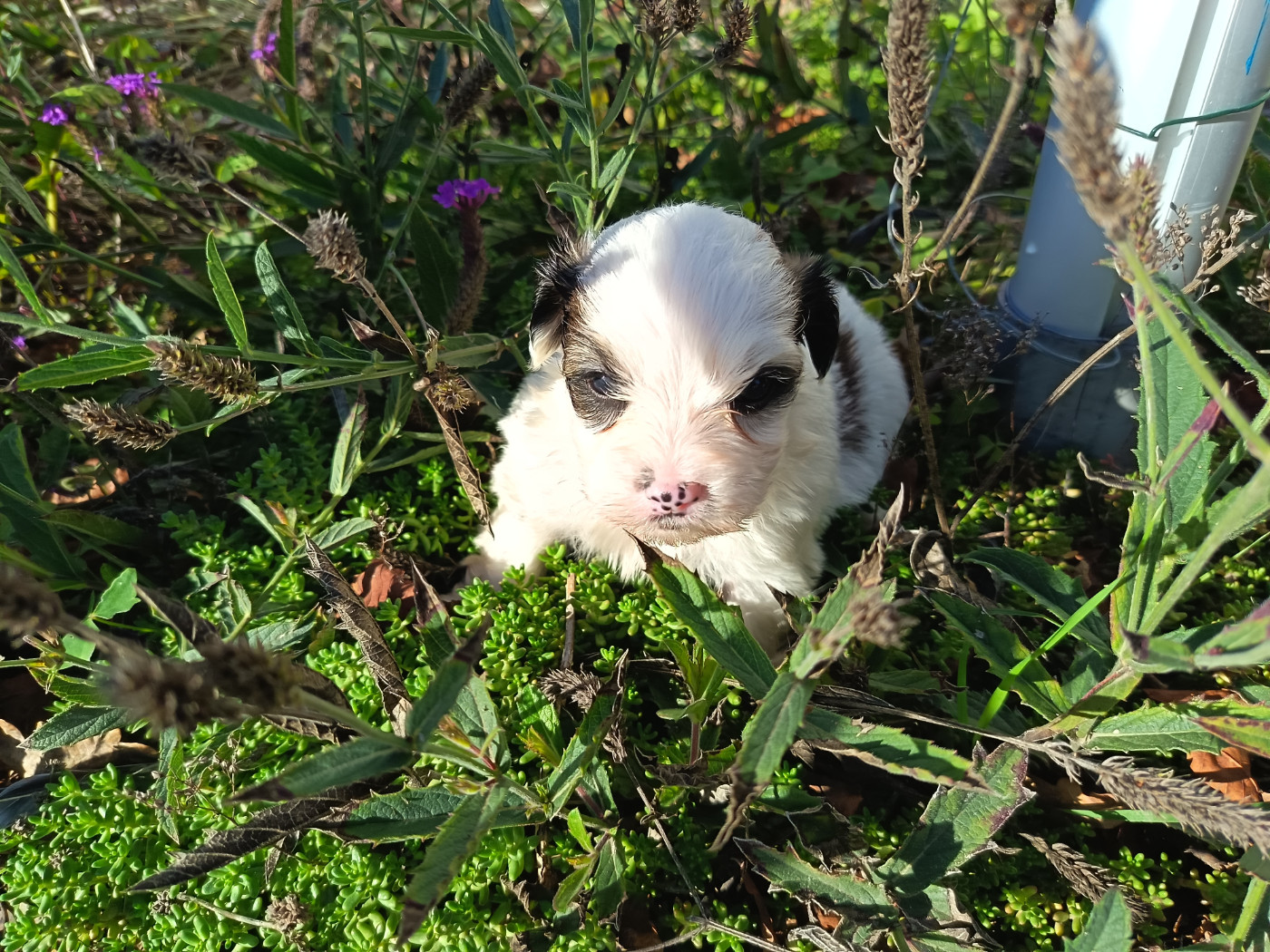 Au Bonheur Des Canins - Chiots disponibles - Bichon Havanais