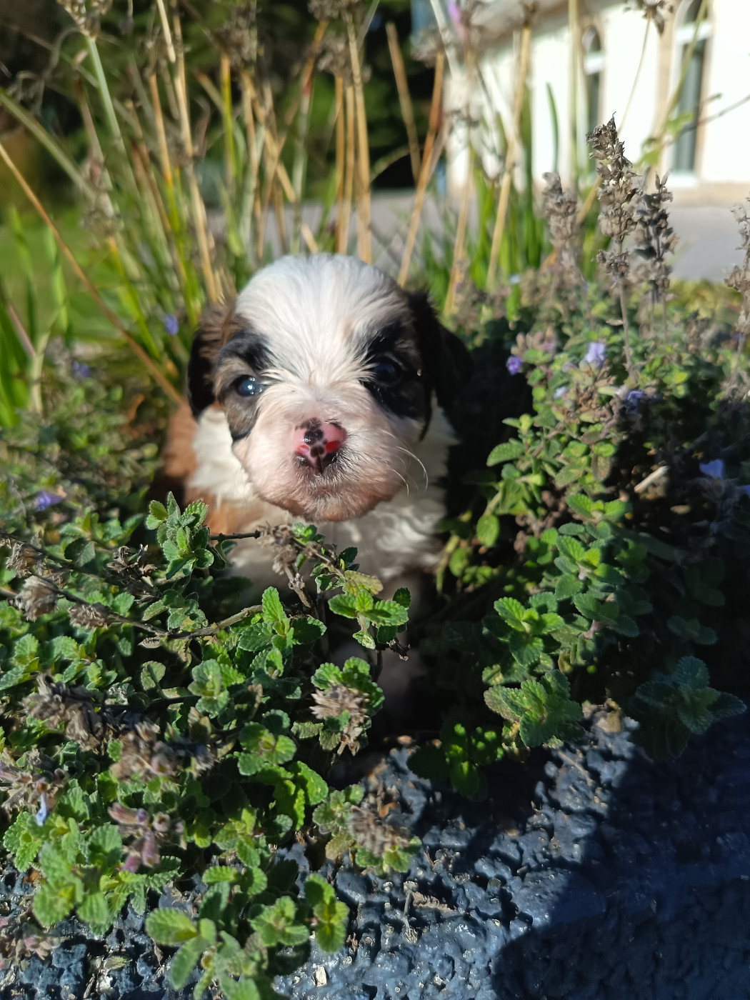 Au Bonheur Des Canins - Chiots disponibles - Bichon Havanais