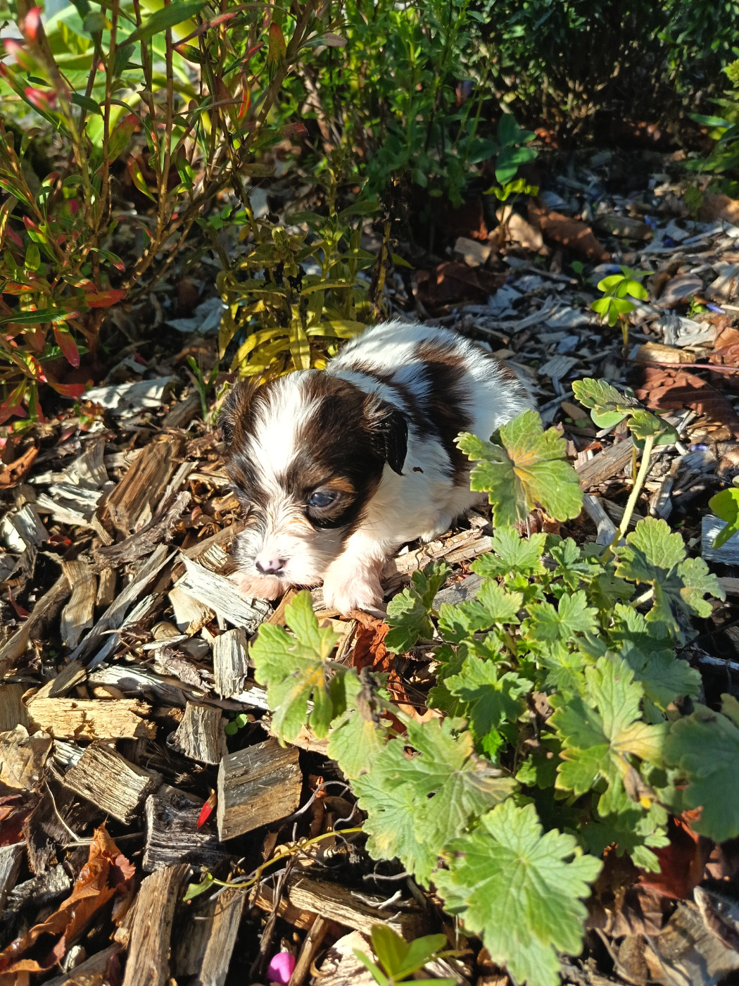 Au Bonheur Des Canins - Chiots disponibles - Bichon Havanais