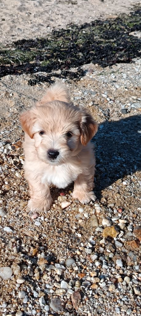 Au Bonheur Des Canins - Chiots disponibles - Bichon Havanais
