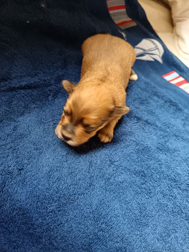 Au Bonheur Des Canins - Chiots disponibles - Bichon Havanais