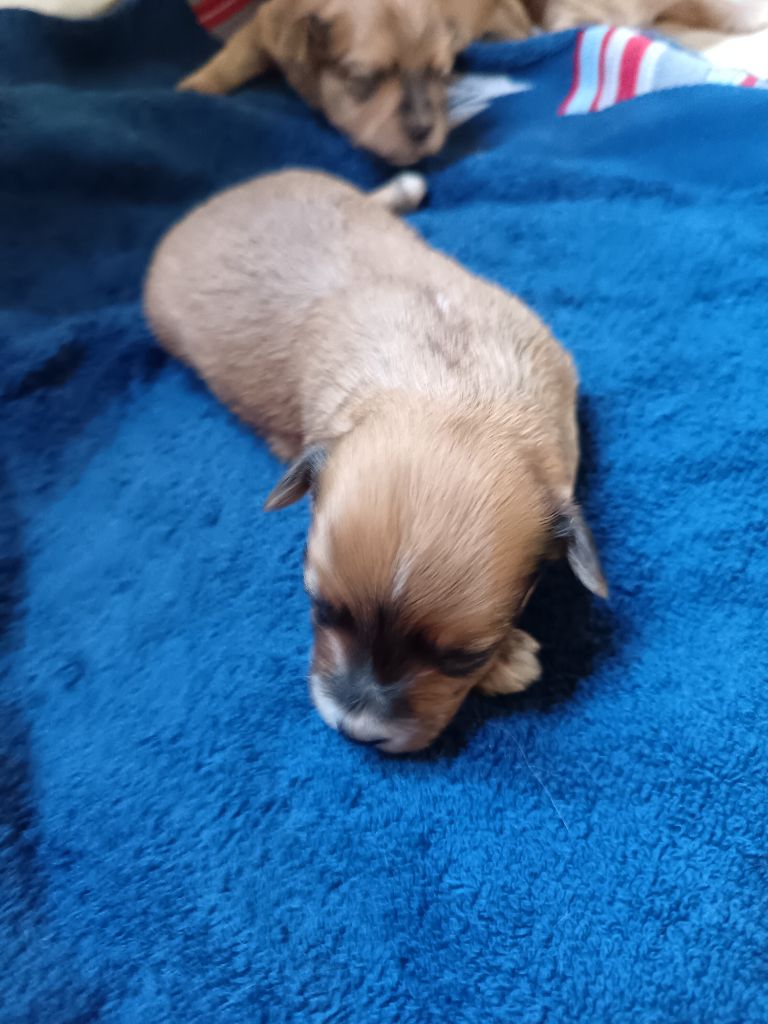 Au Bonheur Des Canins - Chiots disponibles - Bichon Havanais