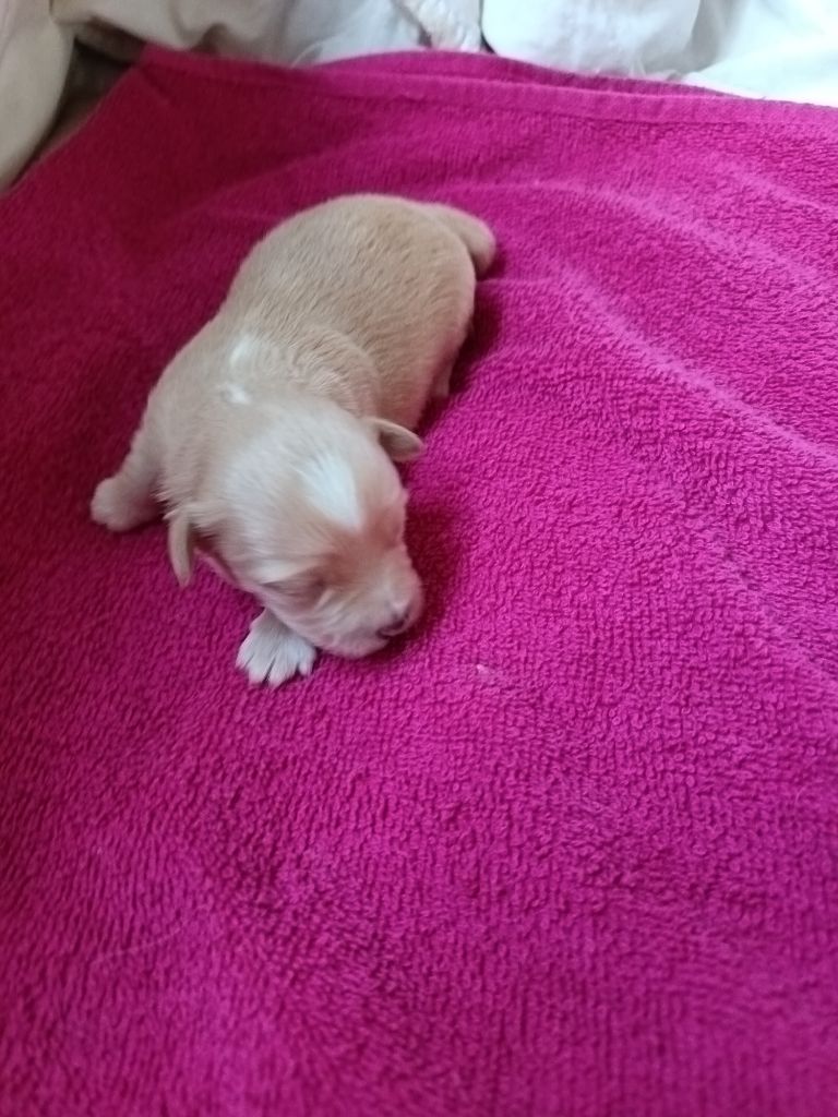 Au Bonheur Des Canins - Chiots disponibles - Bichon Havanais