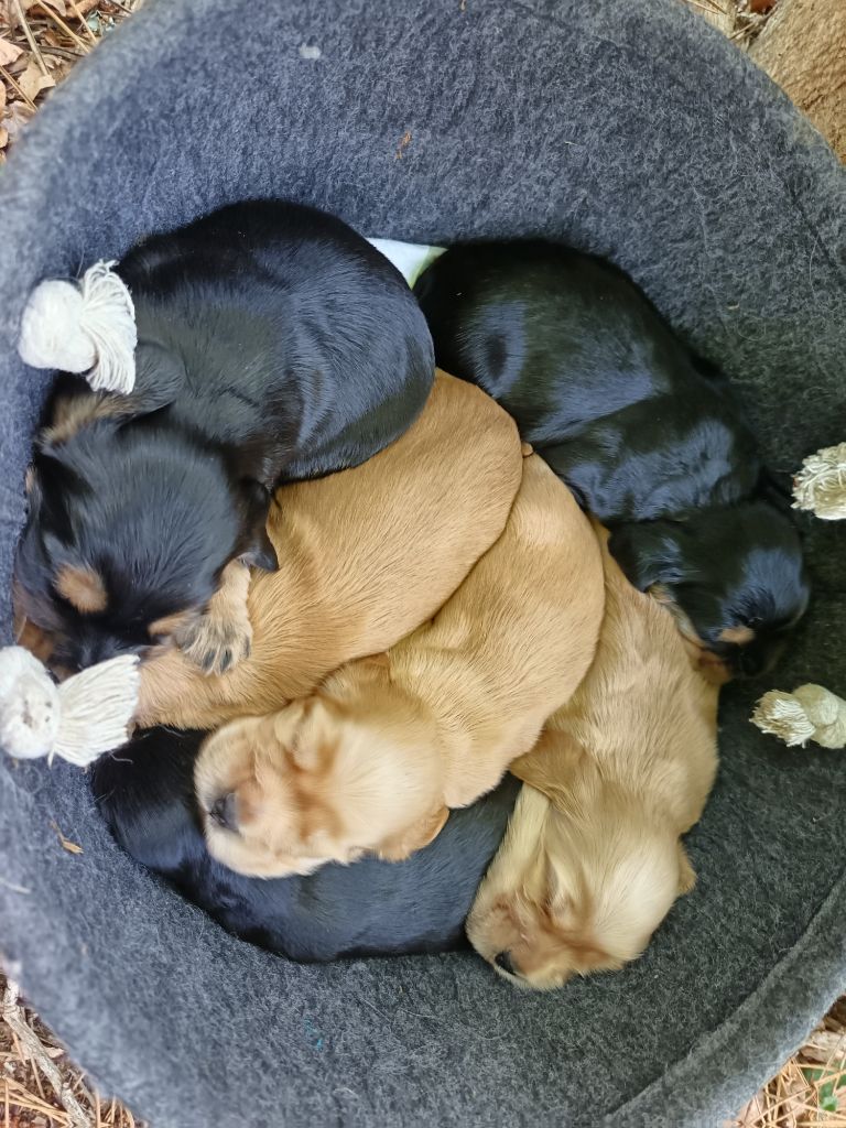 Au Bonheur Des Canins - Cocker Spaniel Anglais - Portée née le 15/07/2025