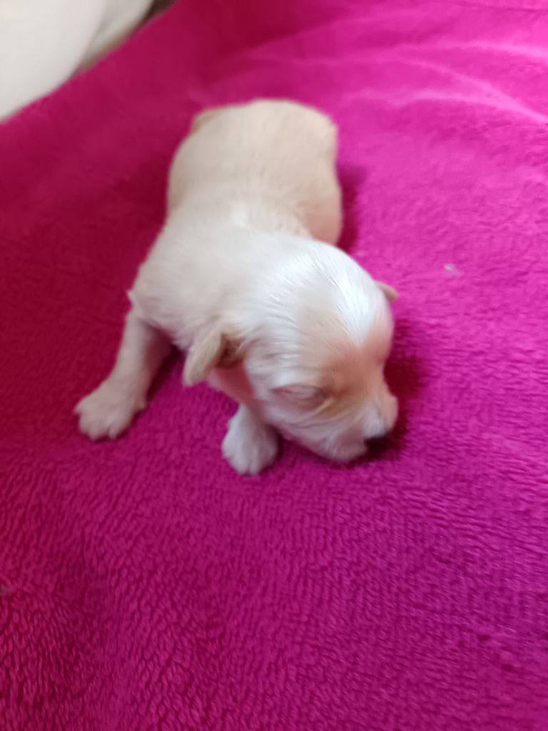 Au Bonheur Des Canins - Chiots disponibles - Bichon Havanais