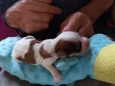 Chiot N°2