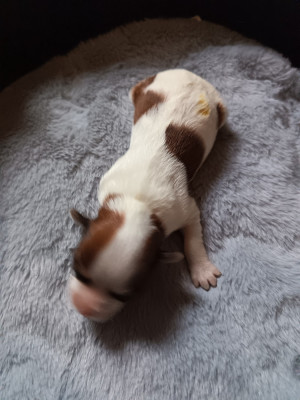 CHIOT 1