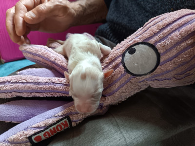 CHIOT 3