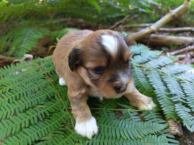 Chiot N°3