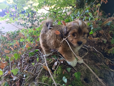 Chiot N°4