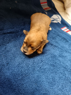 CHIOT 2
