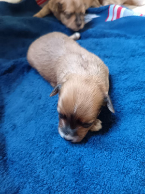 CHIOT 4