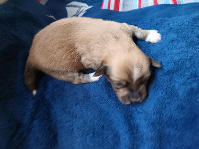 CHIOT 1
