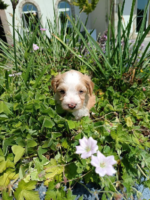 Abby aux bonheurs des canins