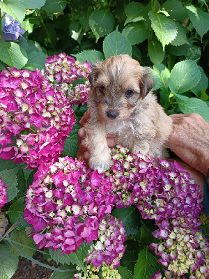 Anakin aux bonheurs des canins 