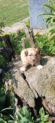 Amadeus aux bonheurs des canins 